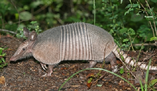 Research with Armadillos