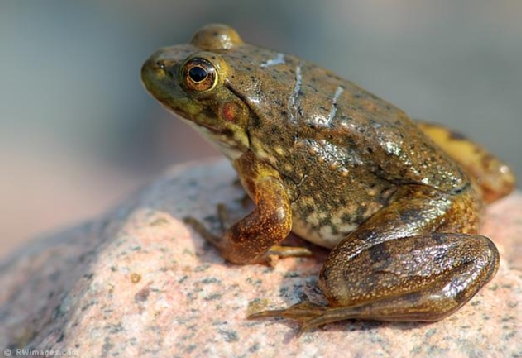 Research with Frogs