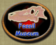 to fossil museum